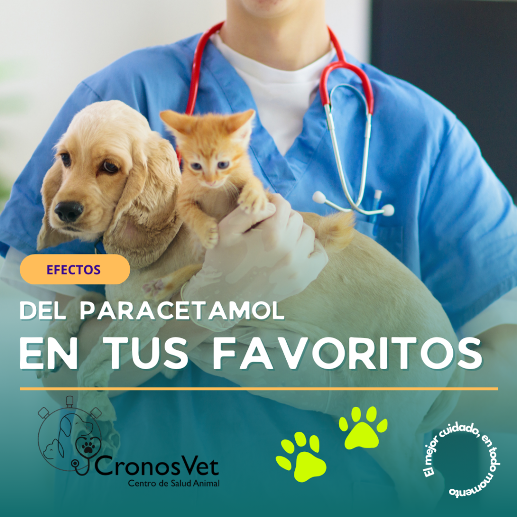 El Efecto del Paracetamol en Perros y Gatos: Un Riesgo Oculto para Nuestros Peludos