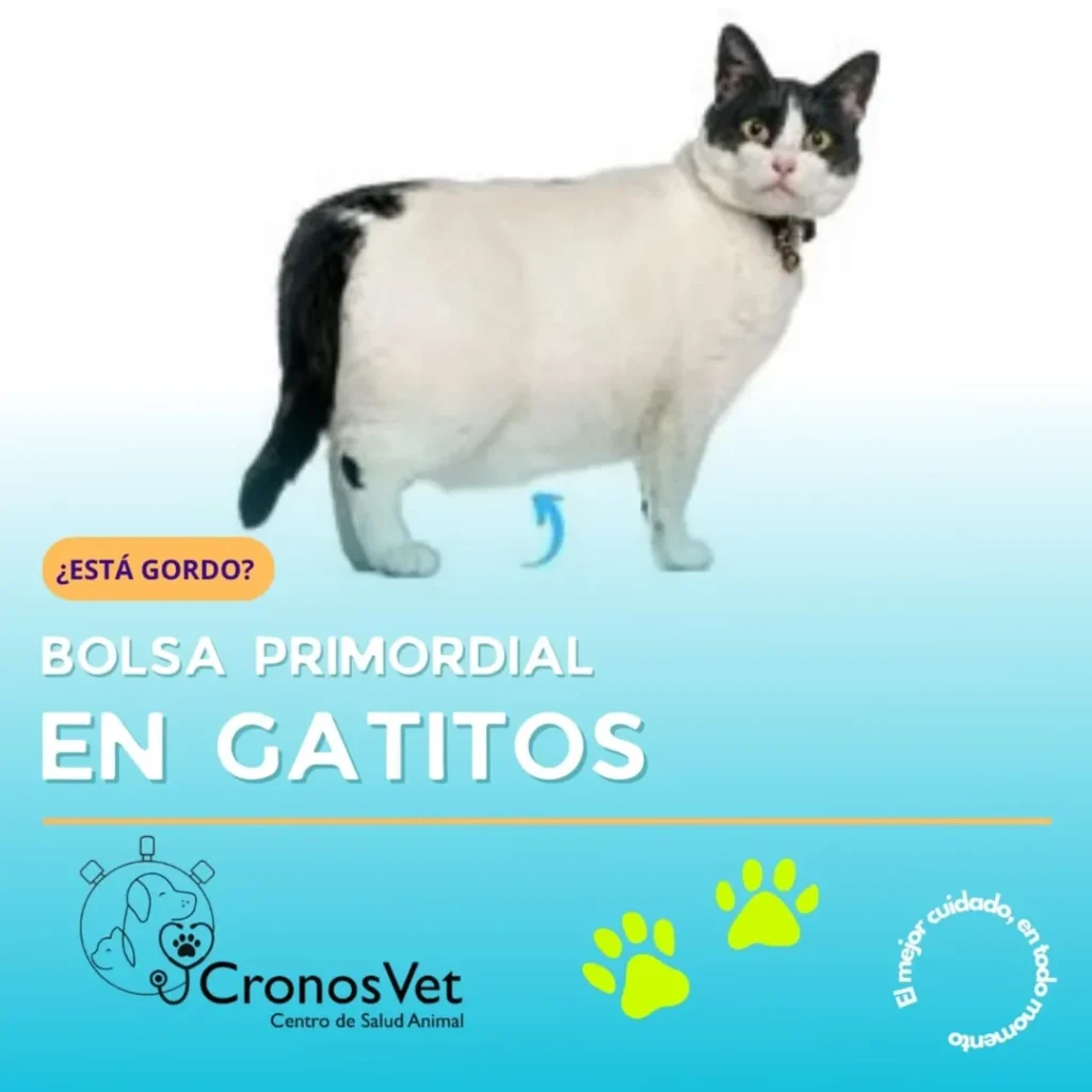 🐱💨 ¿𝗧𝘂 𝗴𝗮𝘁𝗼 𝗮𝗻𝗱𝗮 𝗰𝗼𝗻 𝗽𝗮𝗻𝘇𝗮 𝗰𝗼𝗹𝗴𝗮𝗻𝘁𝗲❓ 𝗧𝗿𝗮𝗻𝗾𝘂𝗶𝗹@, 𝗡𝗢 𝗲𝘀 𝗳𝗹𝗼𝗷𝗲𝗿𝗮 𝗻𝗶 𝗿𝗲𝘁𝗲𝗻𝗰𝗶𝗼́𝗻 𝗱𝗲 𝗮𝘁𝘂́𝗻. Es un 𝒇𝒆𝒂𝒕𝒖𝒓𝒆, no un bug! 😂